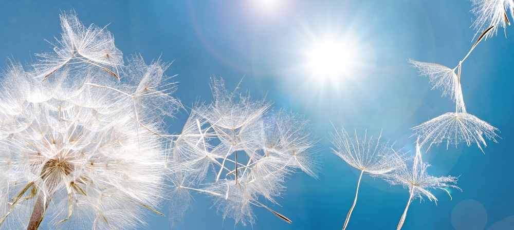 Pusteblume Ferienhaus am Sonnahuegel