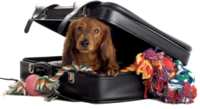 Hund-im-Koffer