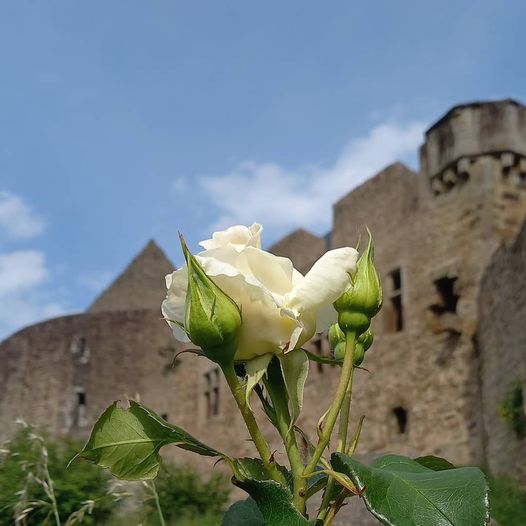 Burg Lichtenberg